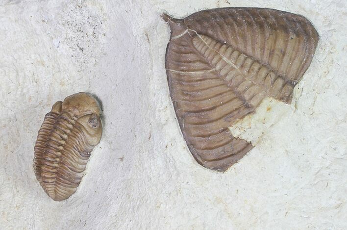Kainops Trilobite With Huntonia Tail - Oklahoma #92754